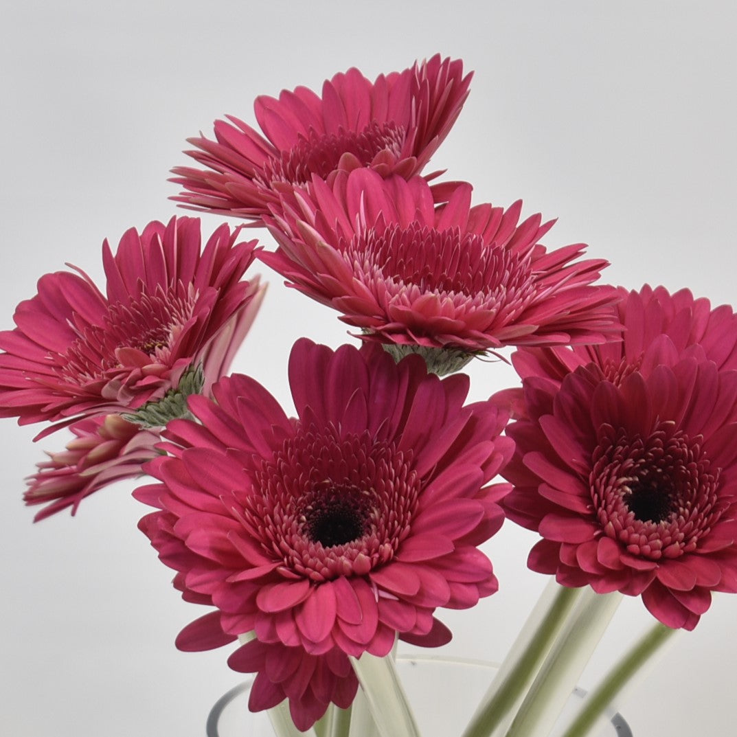 GERBERA ARCADE 