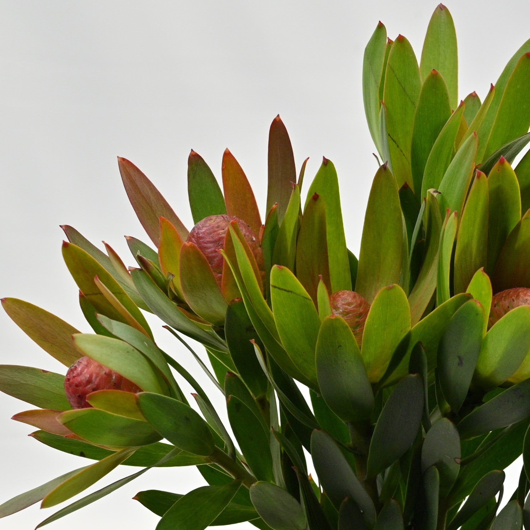 LEUCADENDRON ROSETTE 