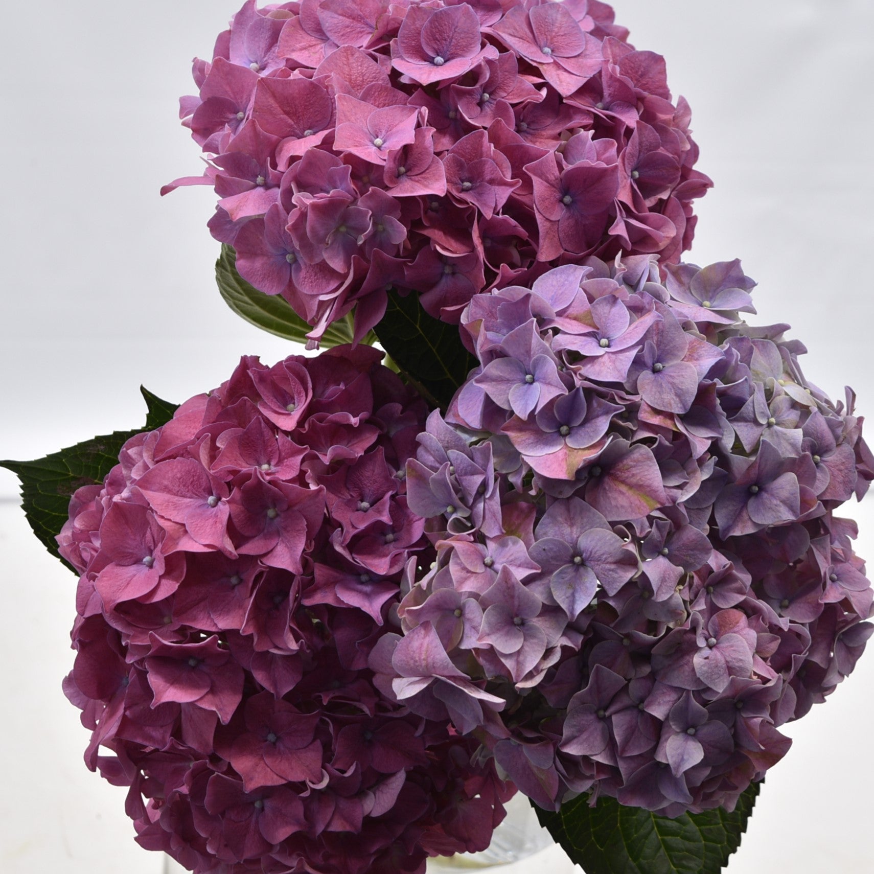 HYDRANGEA NOVELTY 