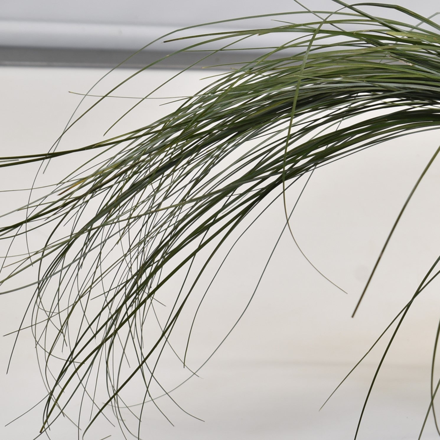 BEAR GRASS 150g 