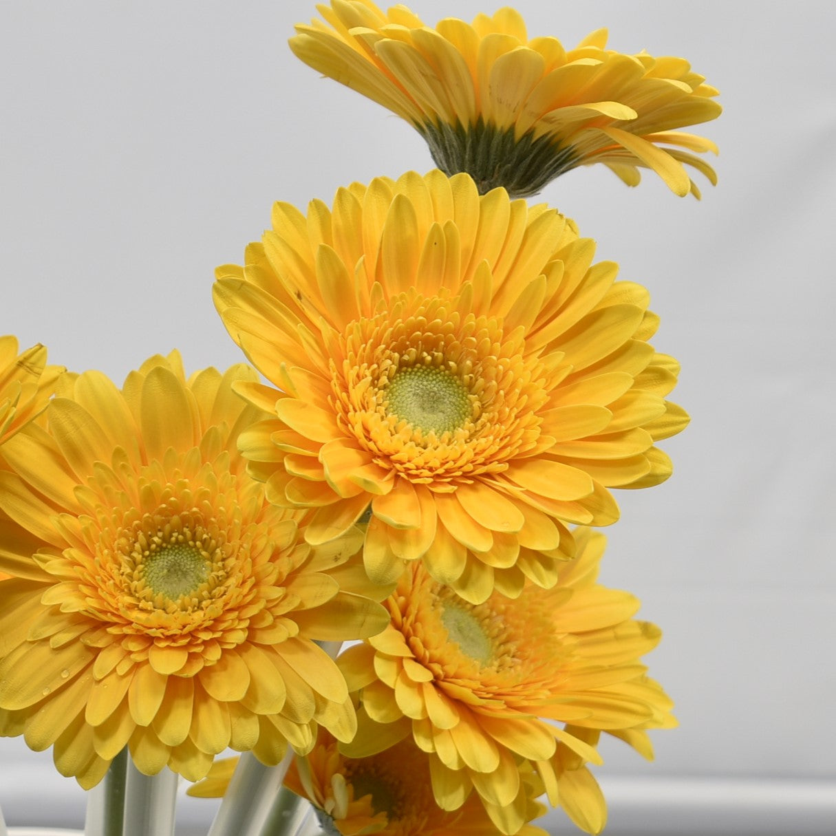 GERBERA BONAMARE 