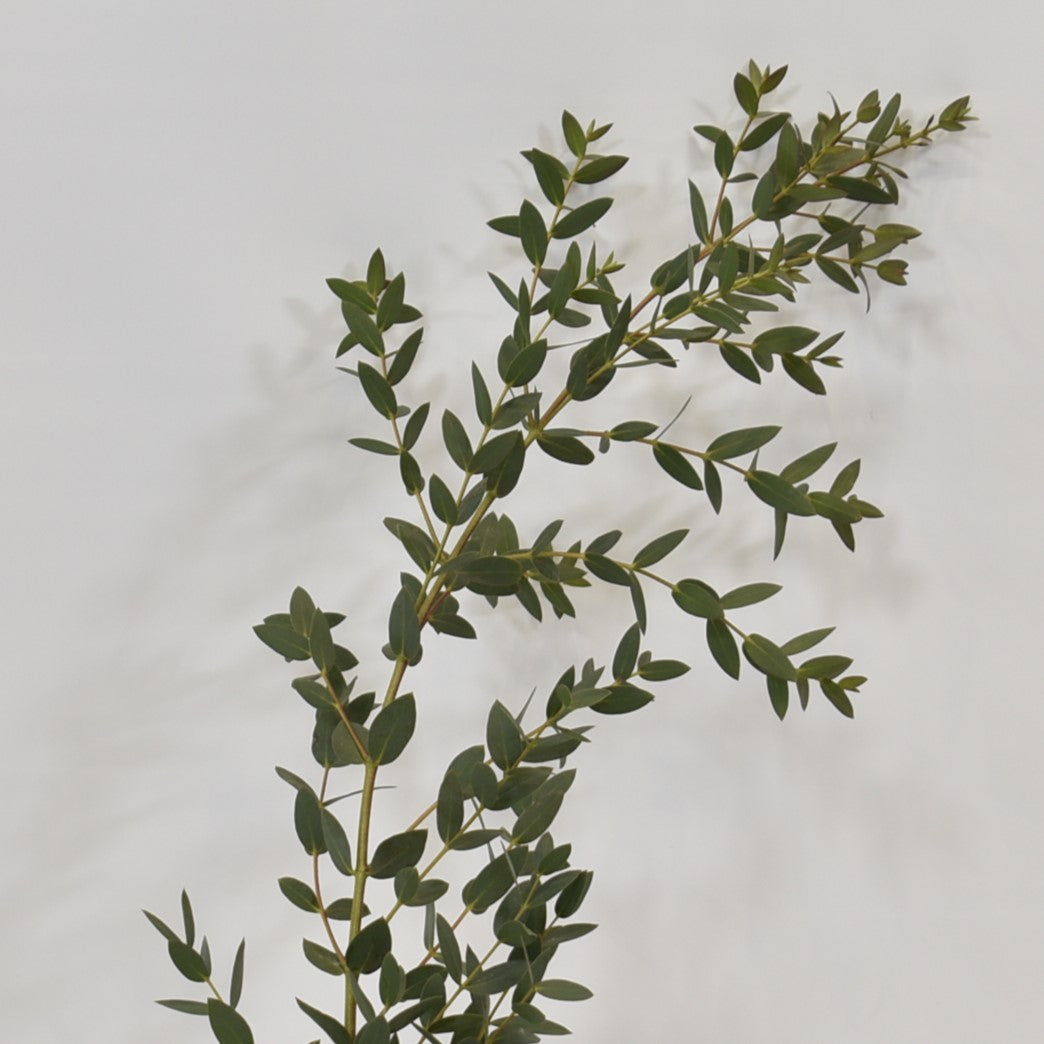 EUCALYPTUS PARVIFOLIA 350g 
