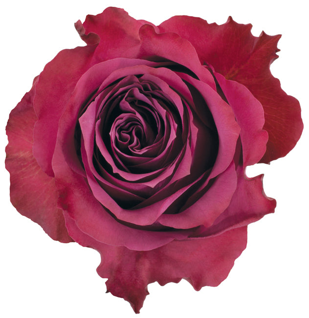 ROSE BLUEBERRY 