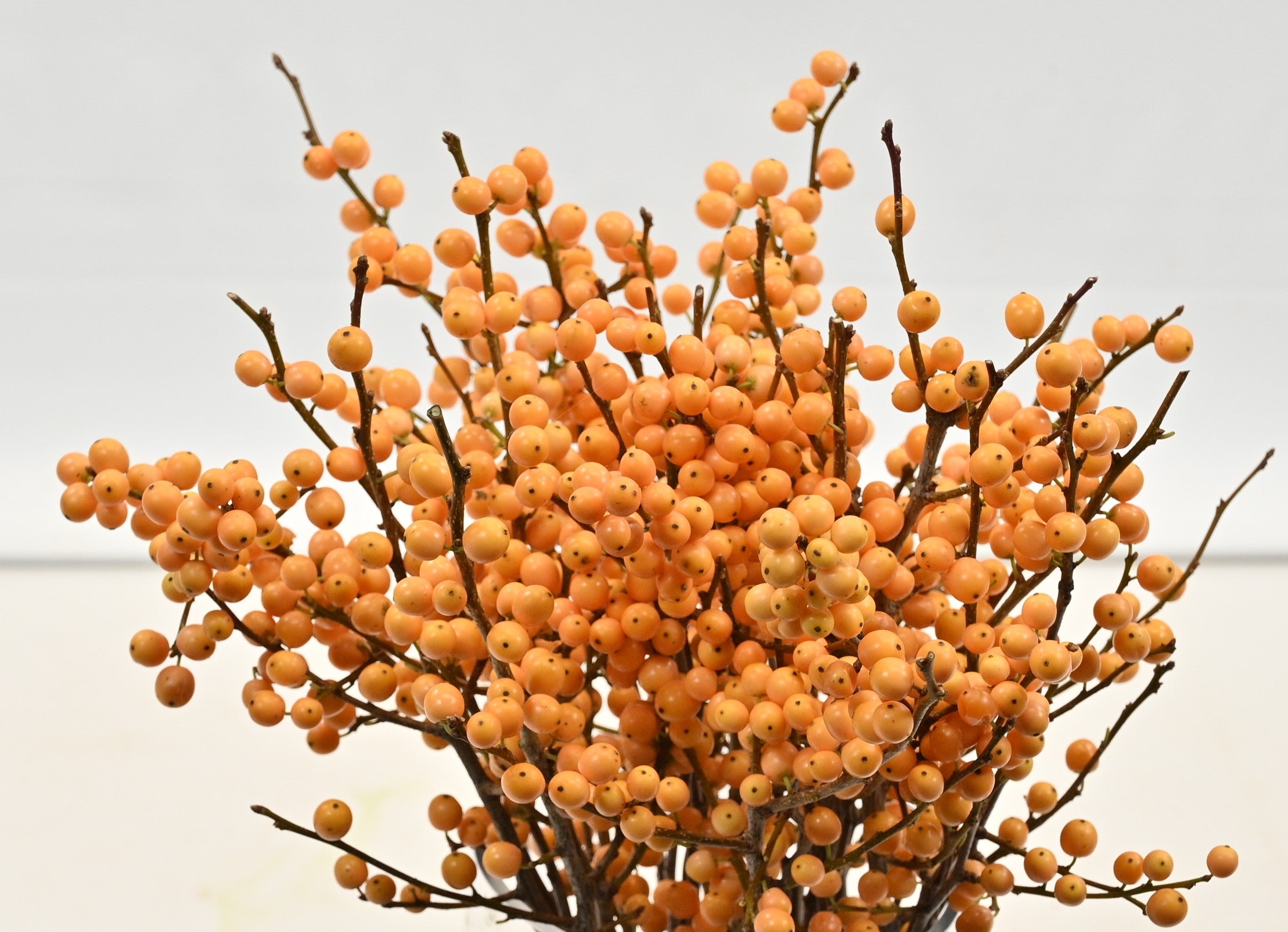 ILEX GOLDEN VERBOOM 