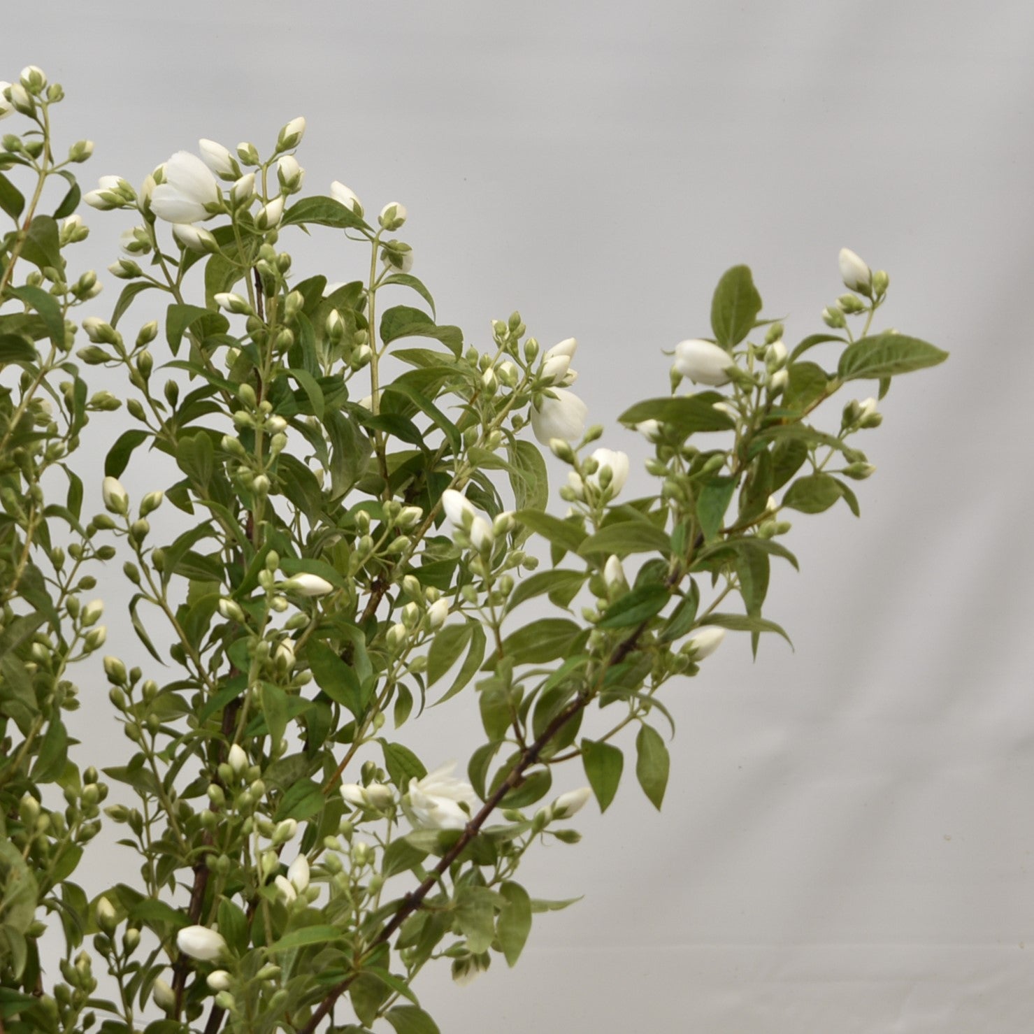 PHILADELPHUS 