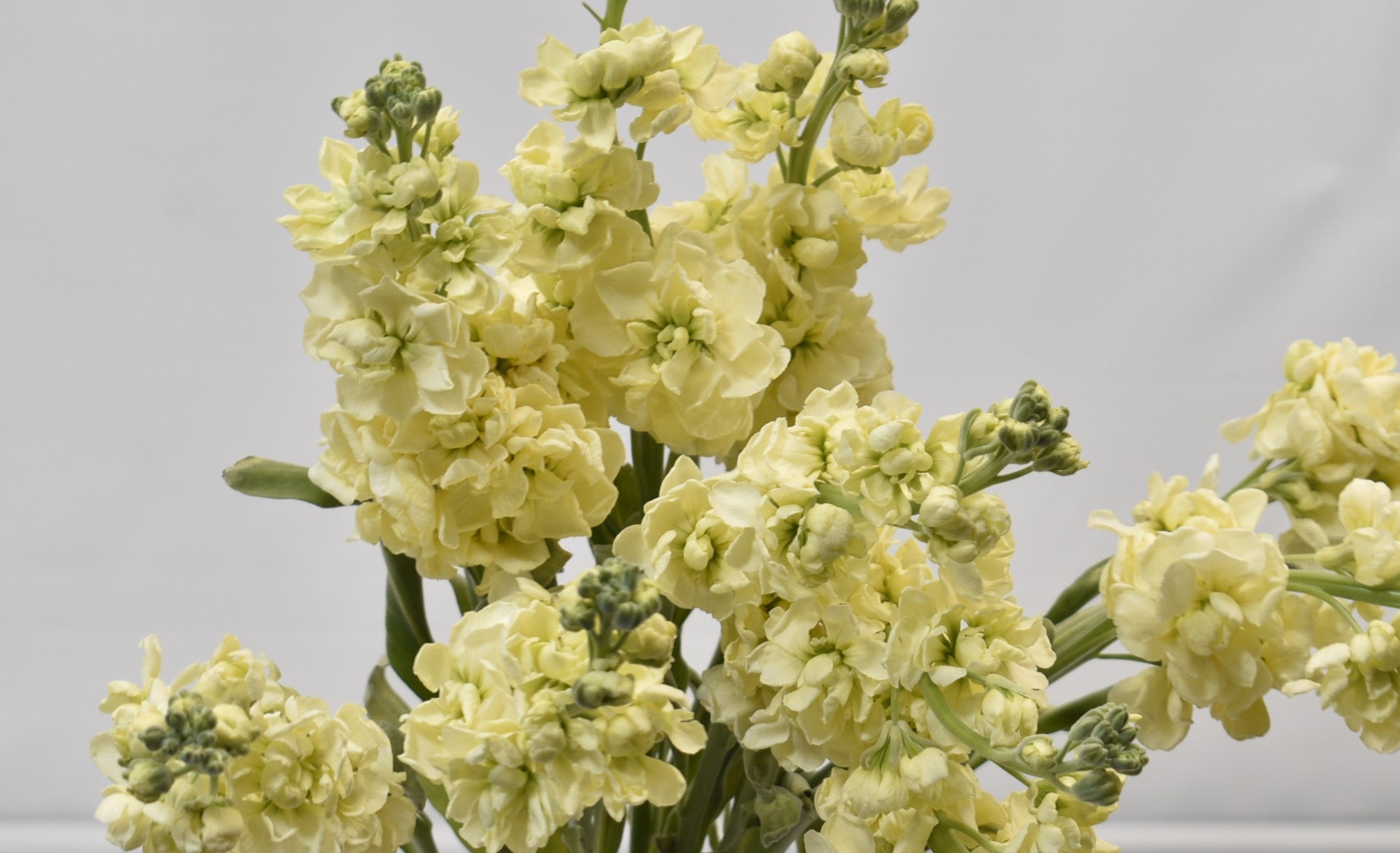STOCK YELLOW CREAM 