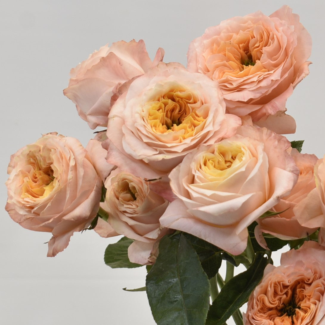 Rose Melon Xpression 