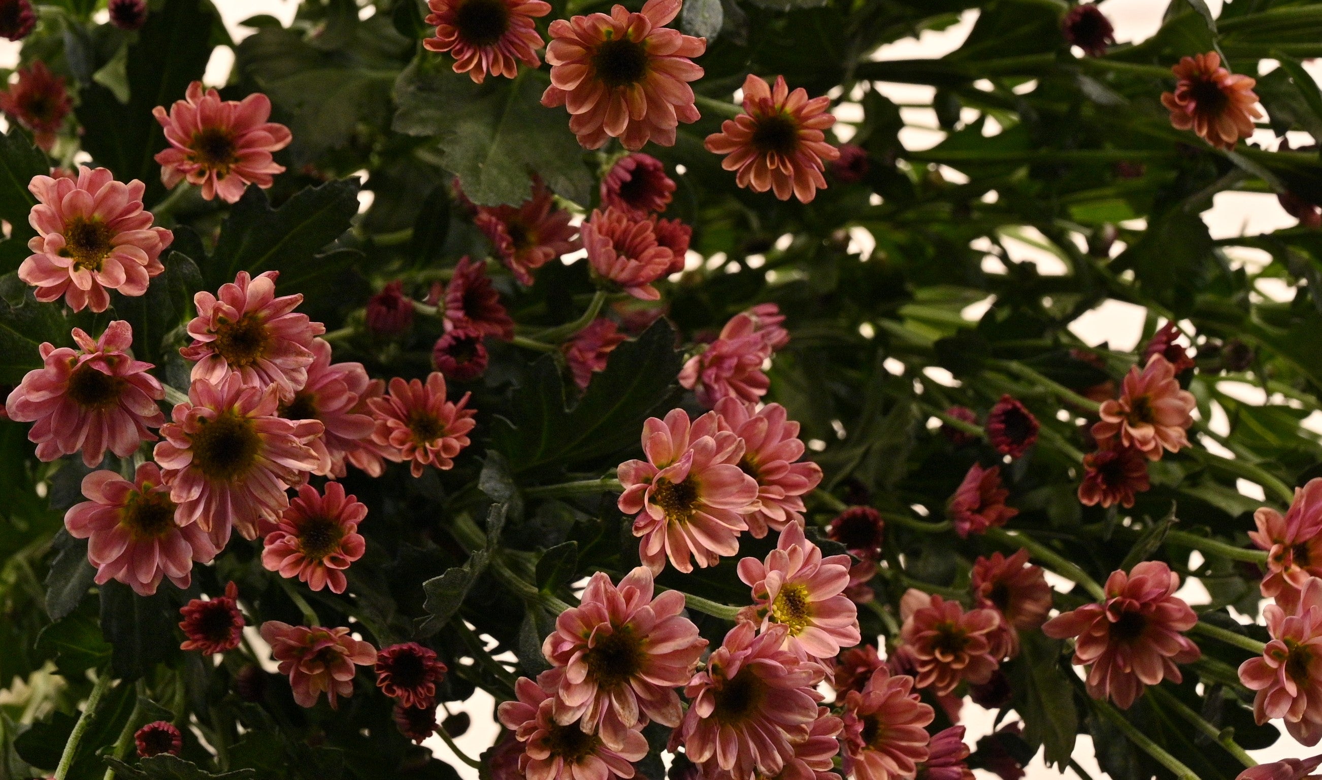 CHRYSANTHEMUM VYKING ORANGE 