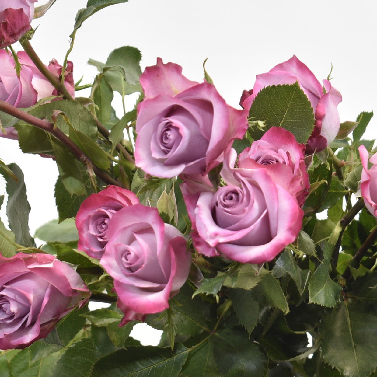 ROSE DEEP PURPLE 
