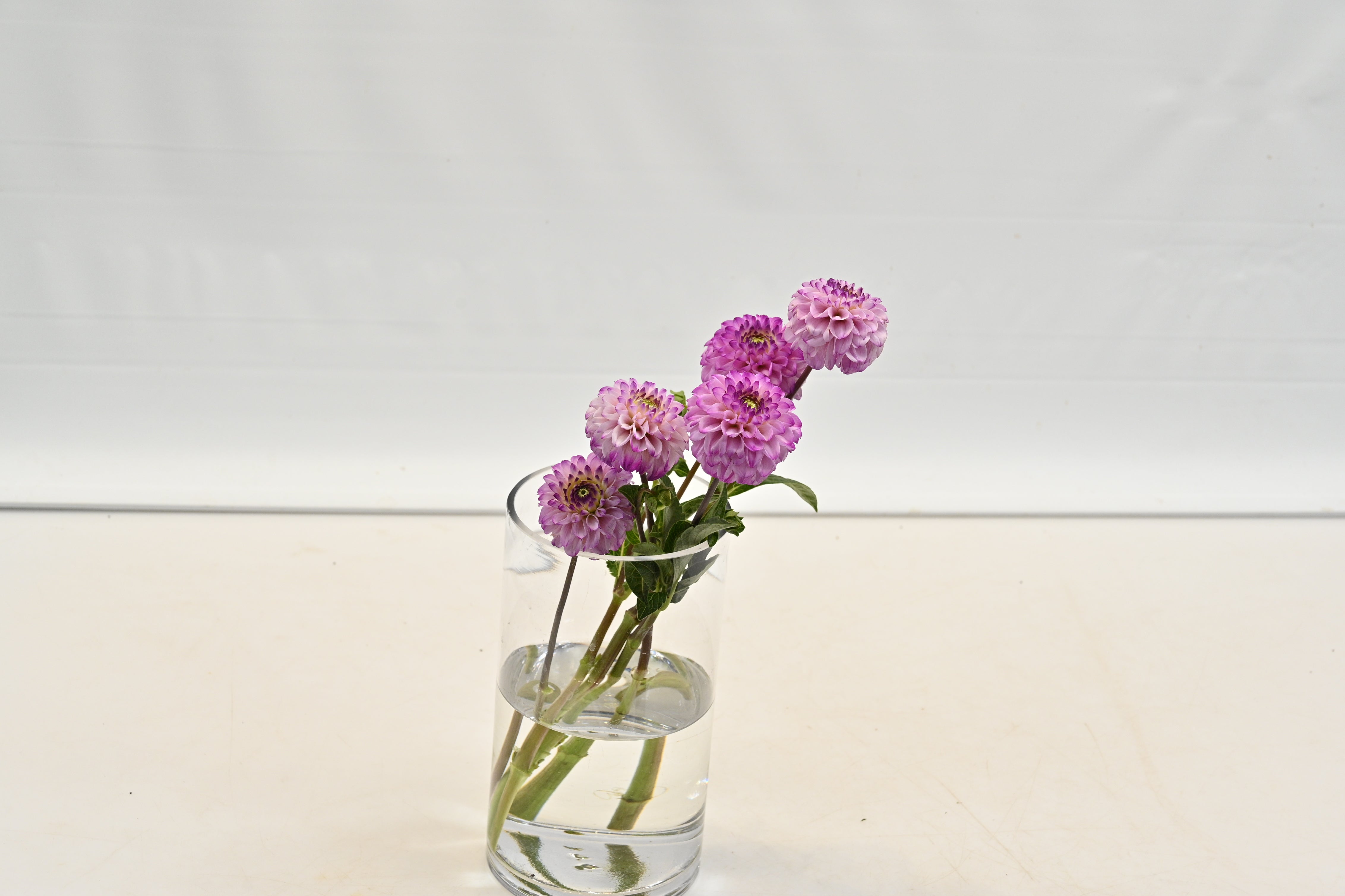DAHLIA PURPLE 