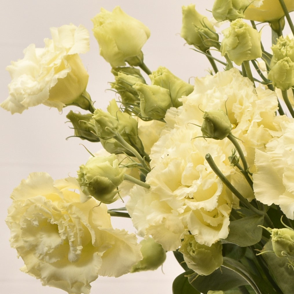 LISIANTHUS YELLOW RF 