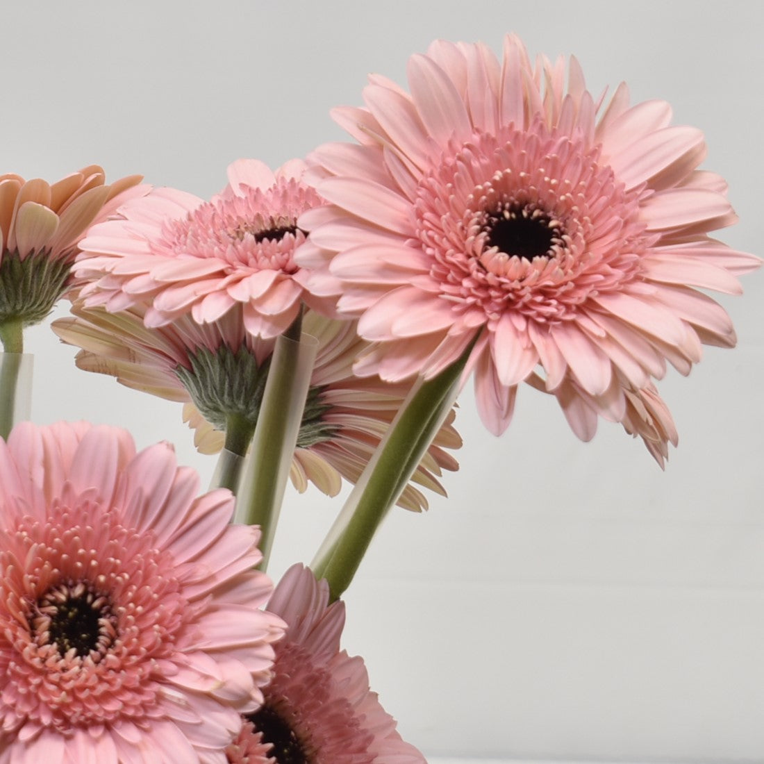 Gerbera Cameron 