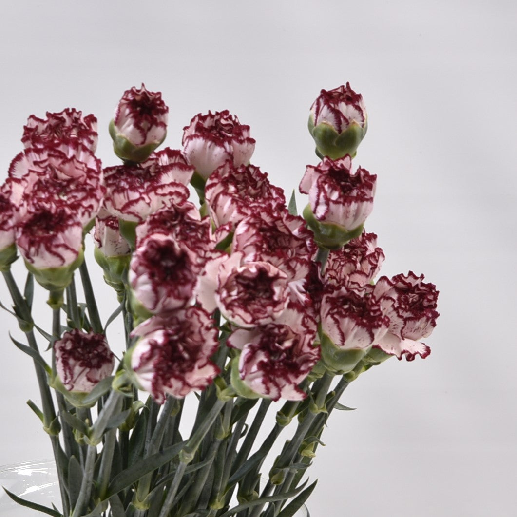 CARNATION NOVELTY 