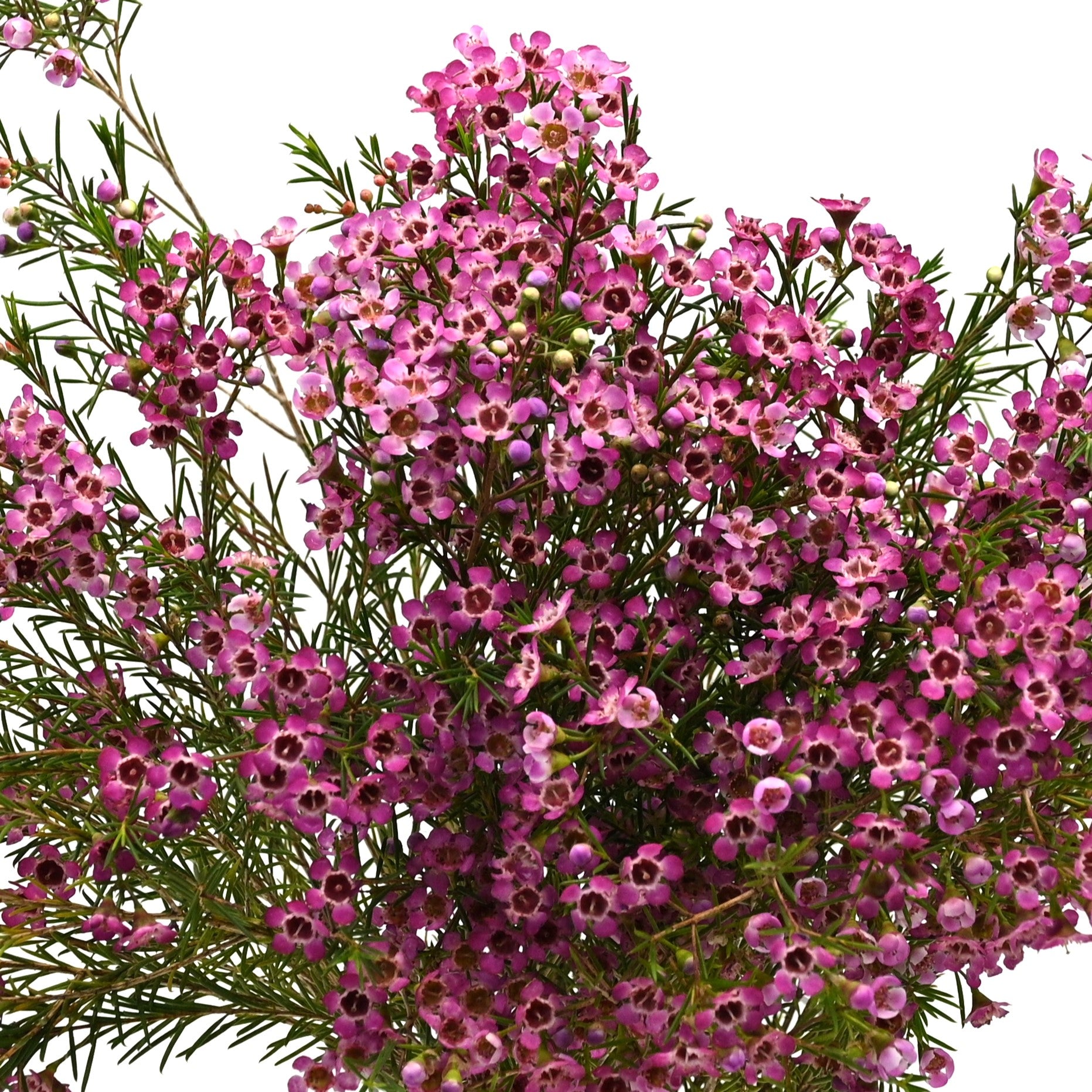 WAXFLOWER PINK 300G 