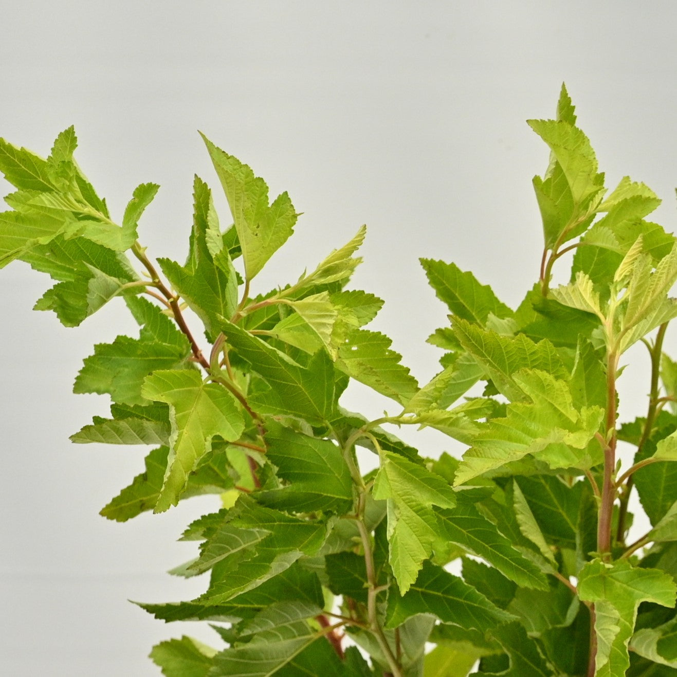 PHYSOCARPUS DARTS GOLD NINEBARK 