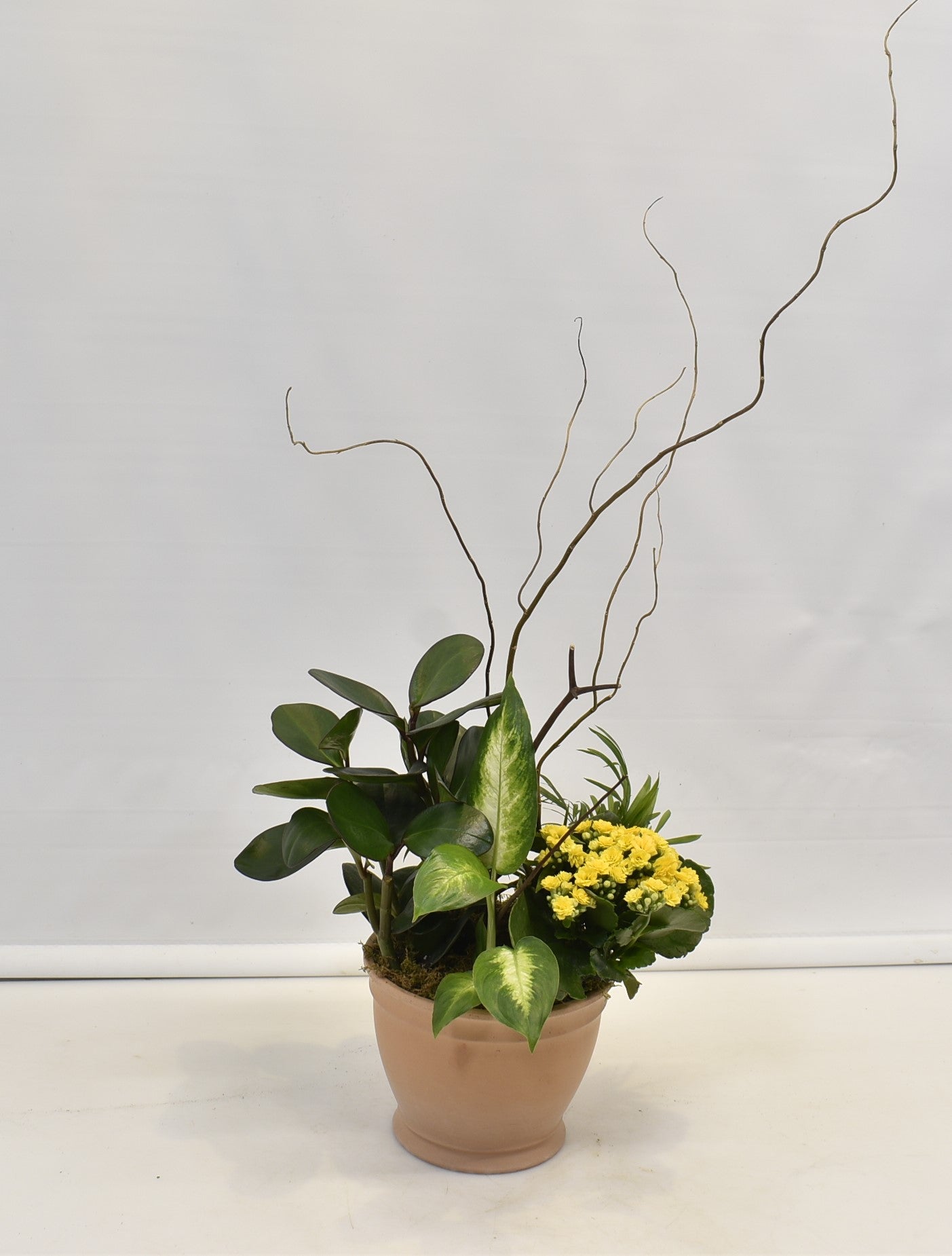 Terra Tropics 
