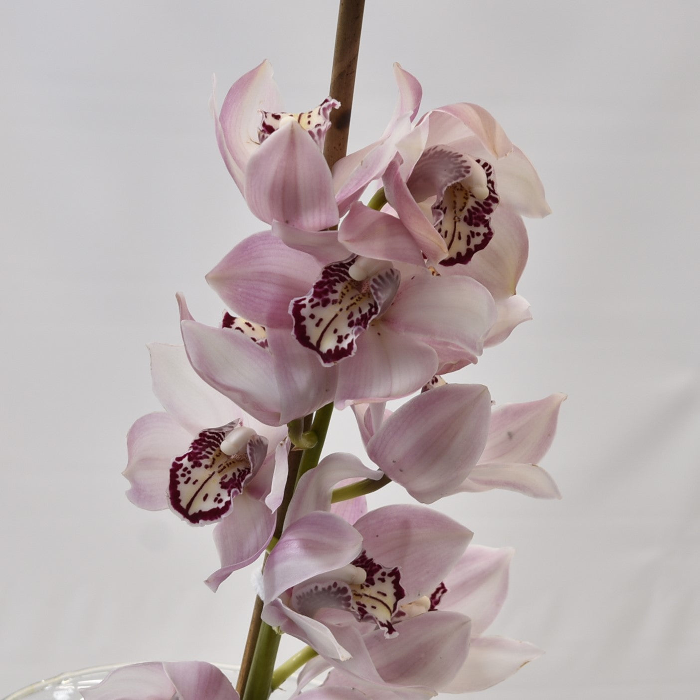 CYMBIDIUM PINK PER BLOOM 