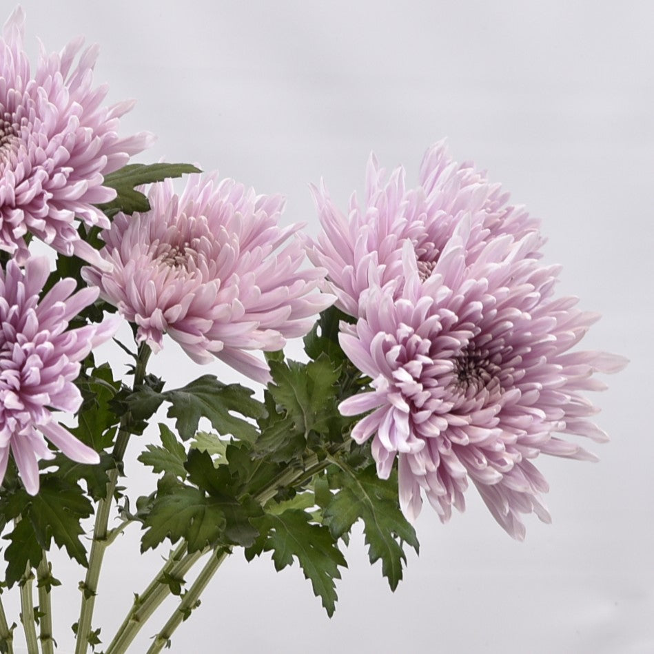 Cremone Honeymoon Pink 