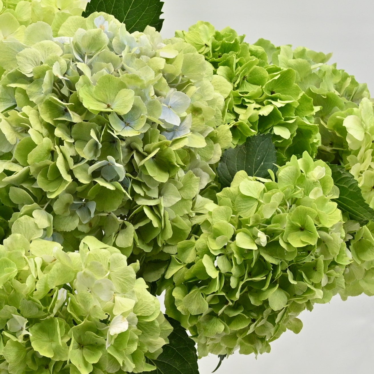Hydrangea Green 