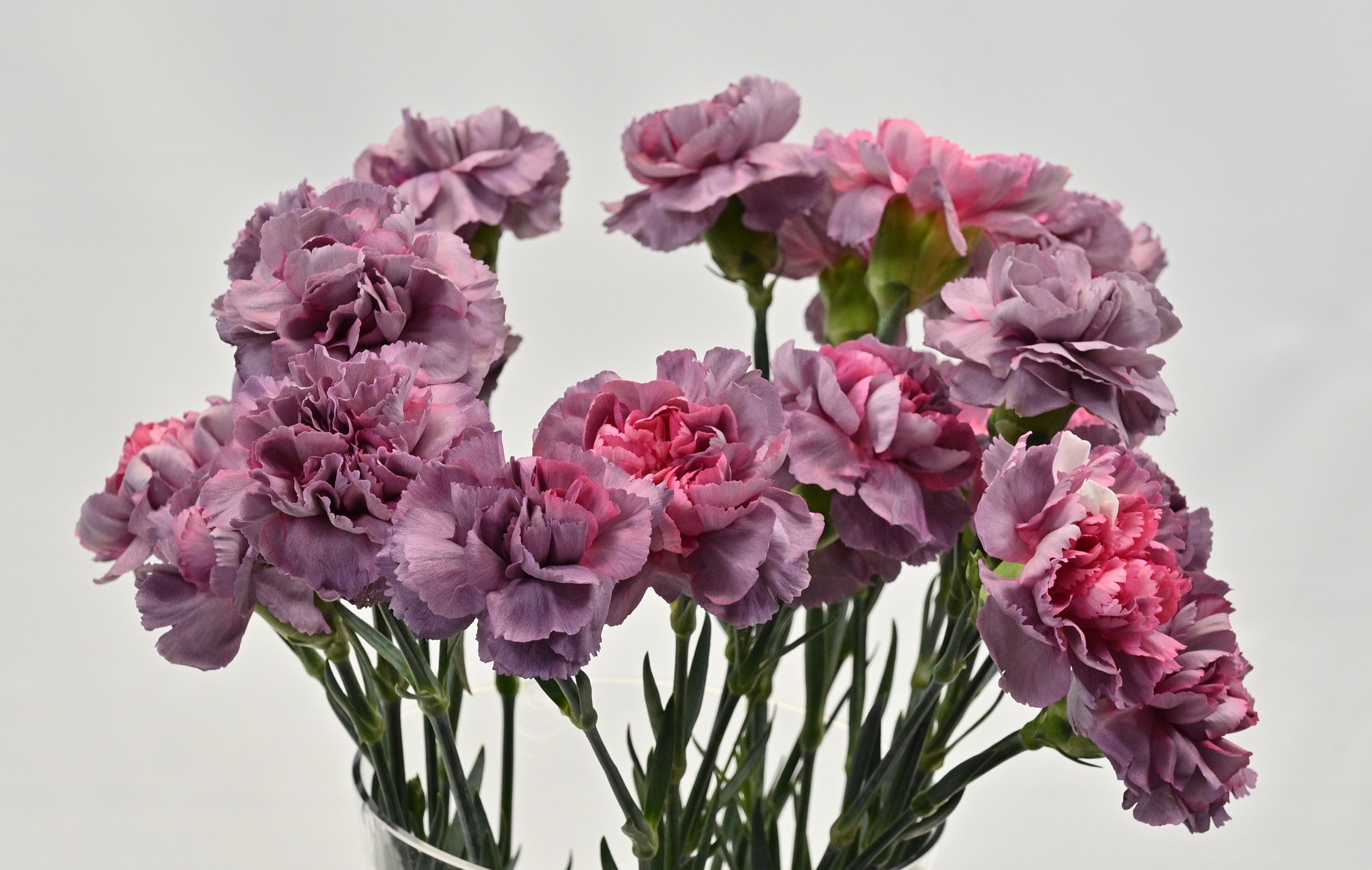 CARNATION NOVELTY 