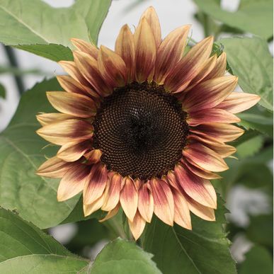 Sunflower Procut Plum 