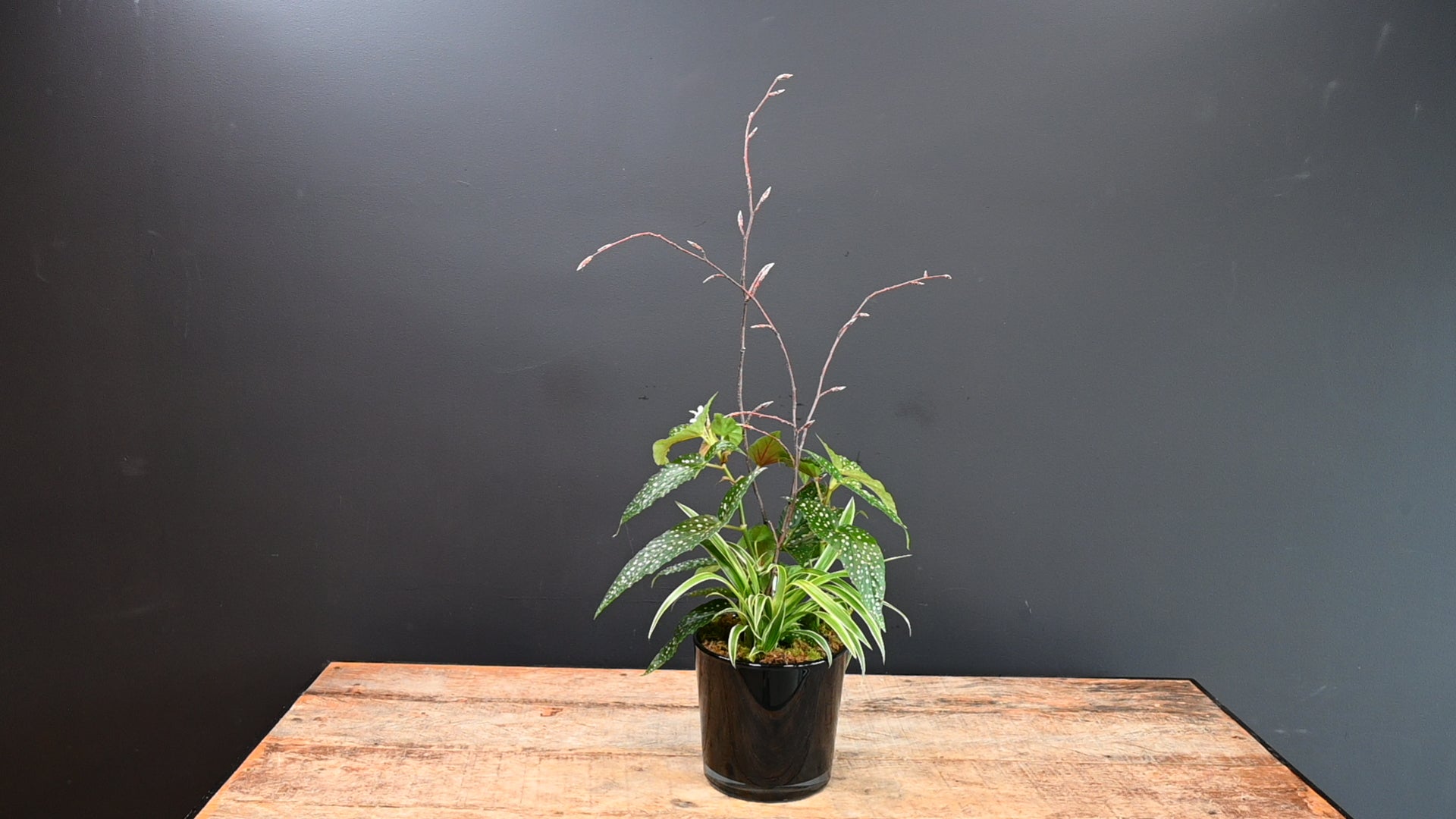 Black Tie Begonia 