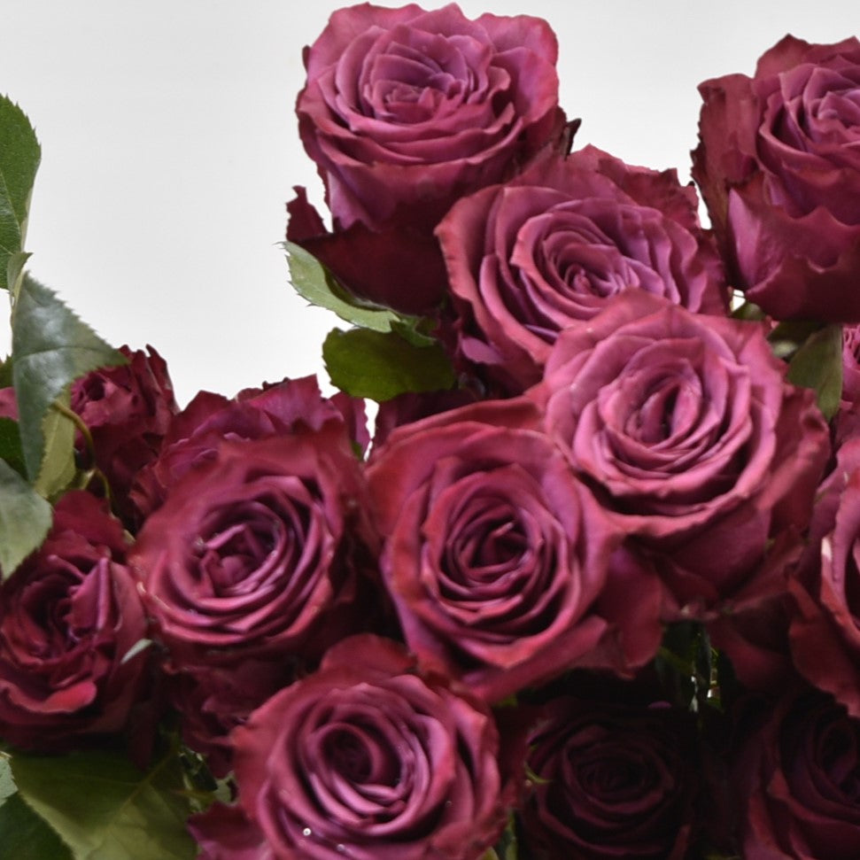 ROSE BLUEBERRY 