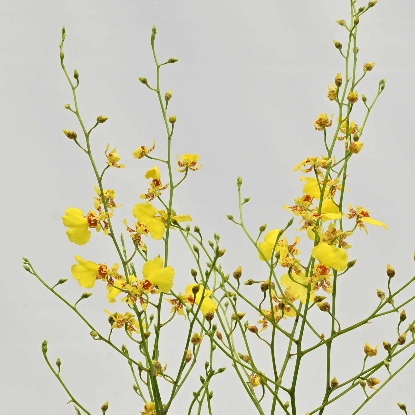ONCIDIUM 
