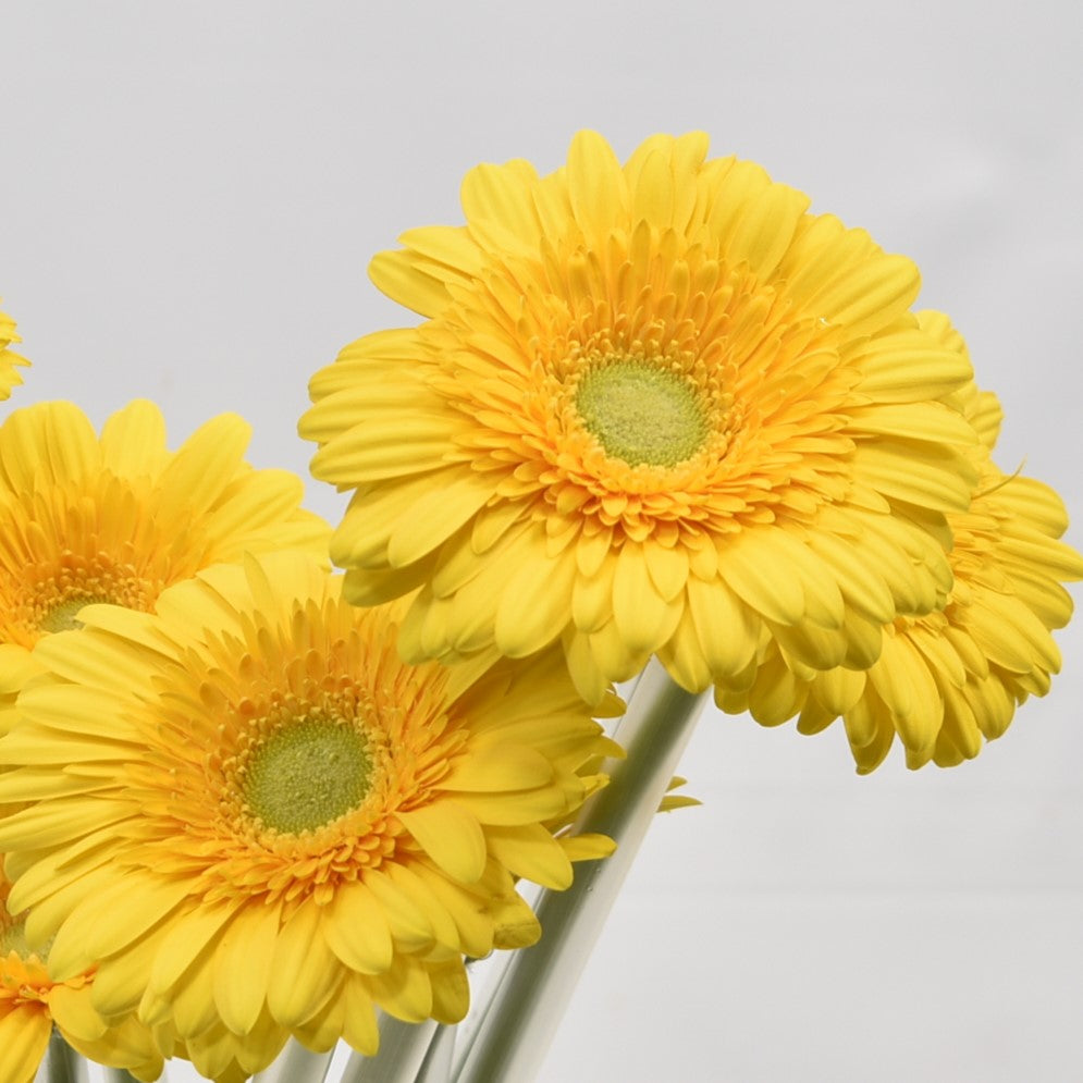 GERBERA SUN VALLEY 