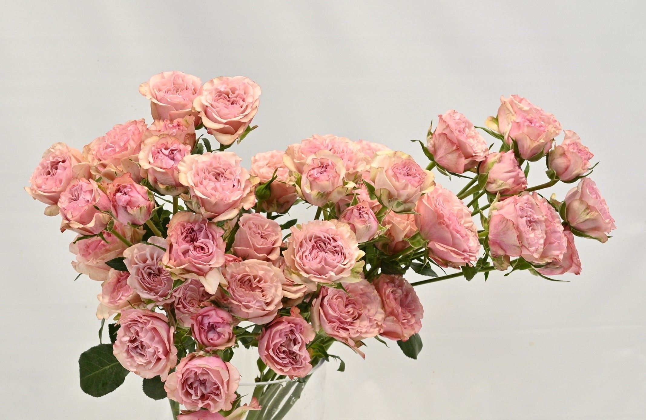 Rose Spray Baby Flow 
