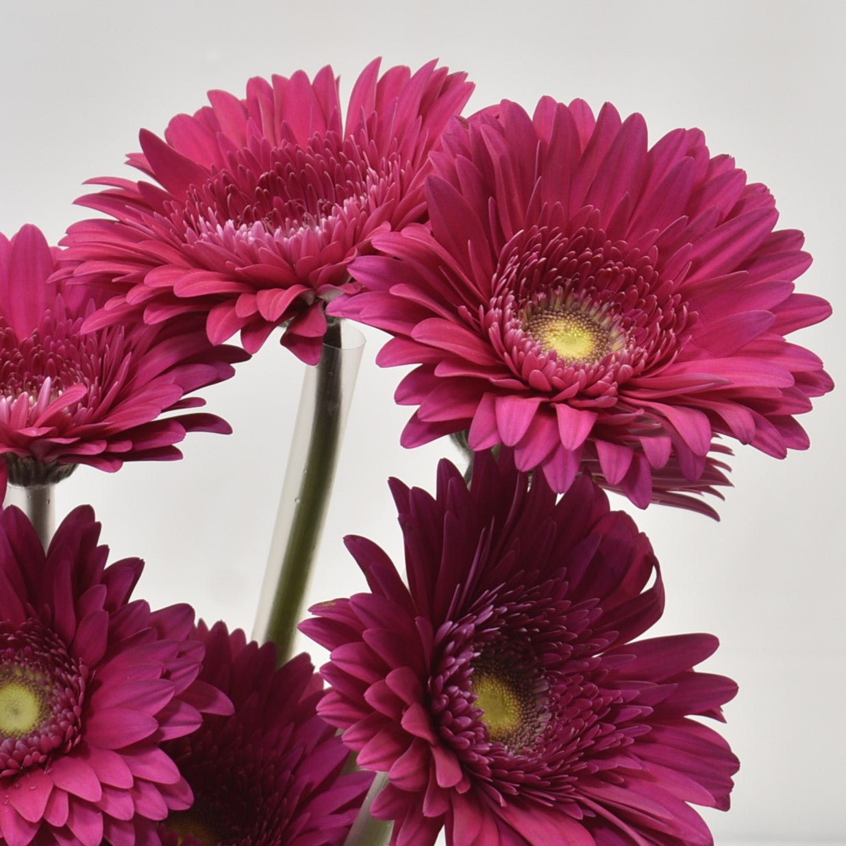 Gerbera Riley 