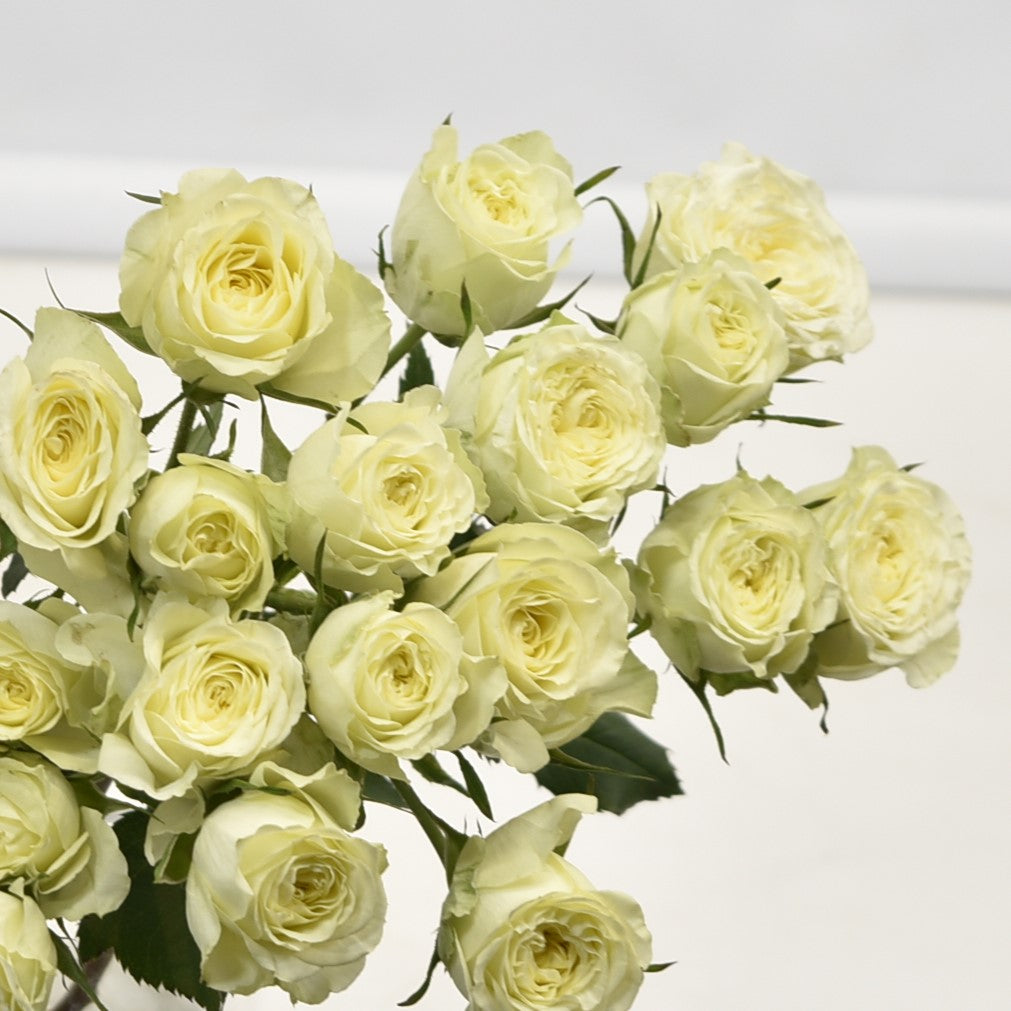 Rose Spray Flow Cream 