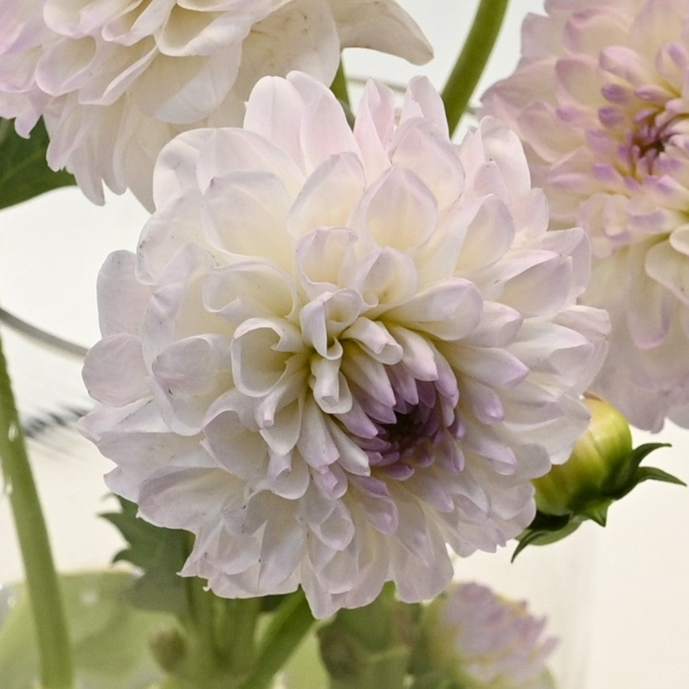 DAHLIA PINK 