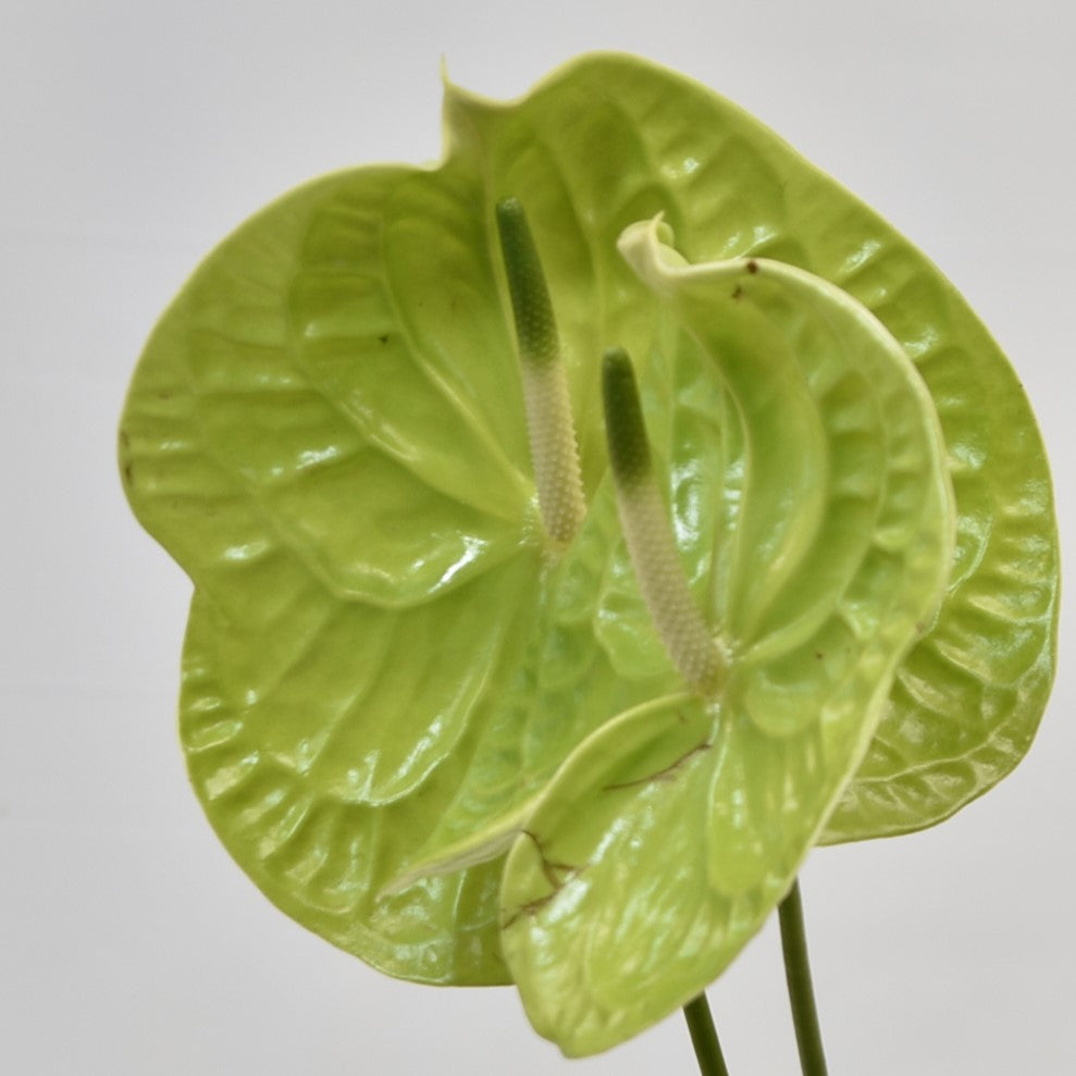 Anthurium Grand Slam 