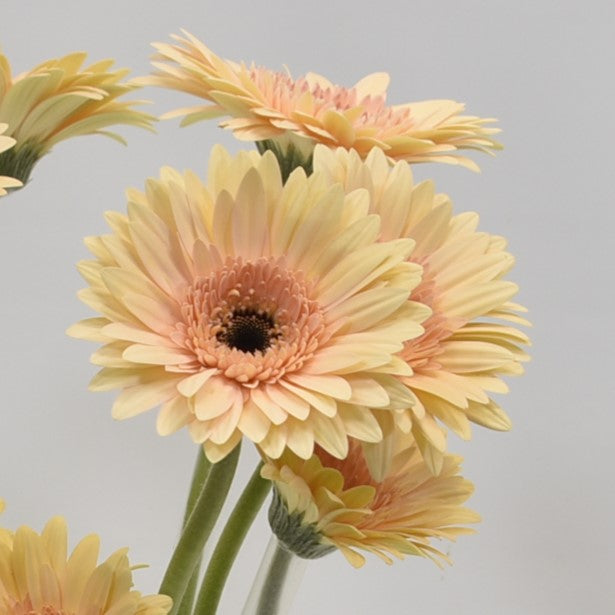 Gerbera Cafe Del Mar 