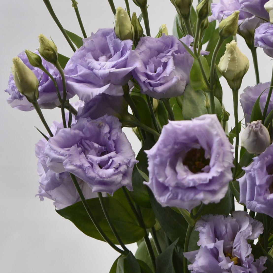 Lisianthus Dbl Lavender 