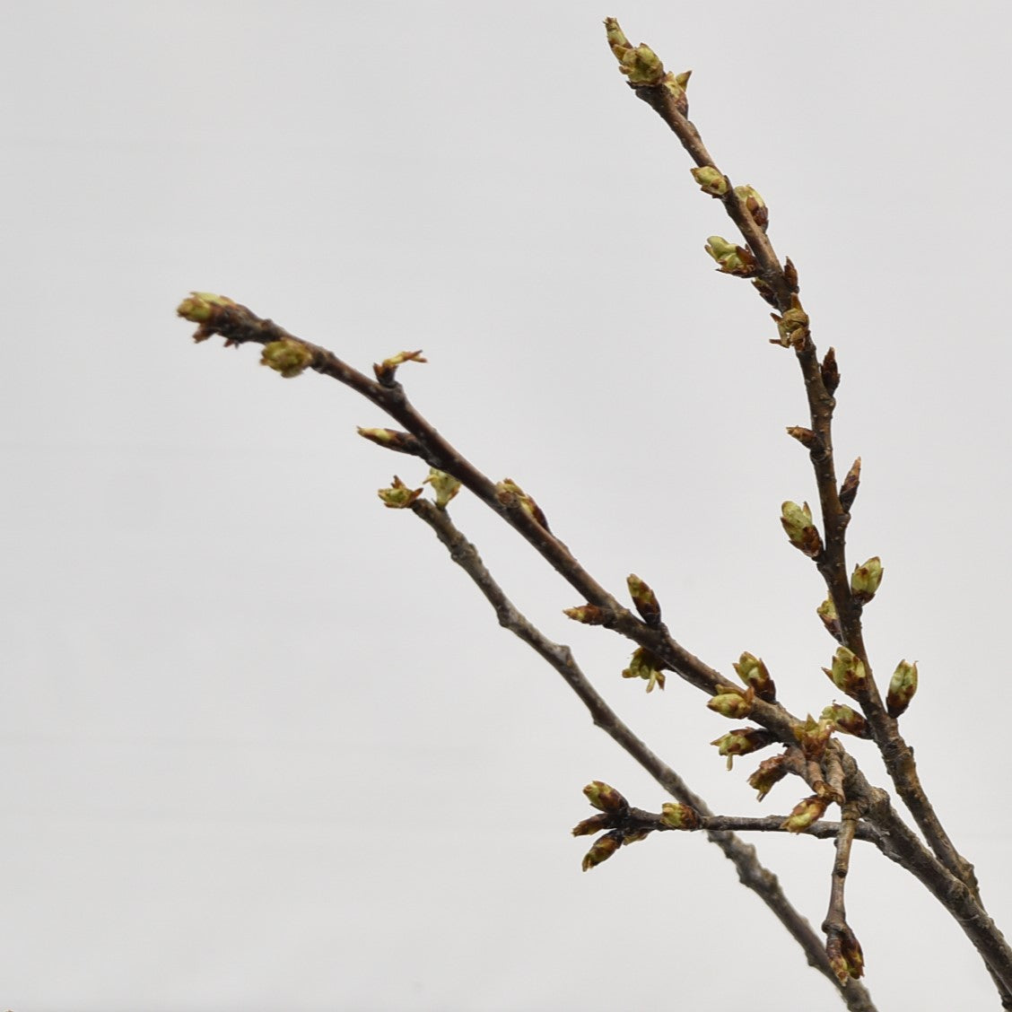Cherry Blossom Branches Pink 3-4FT 