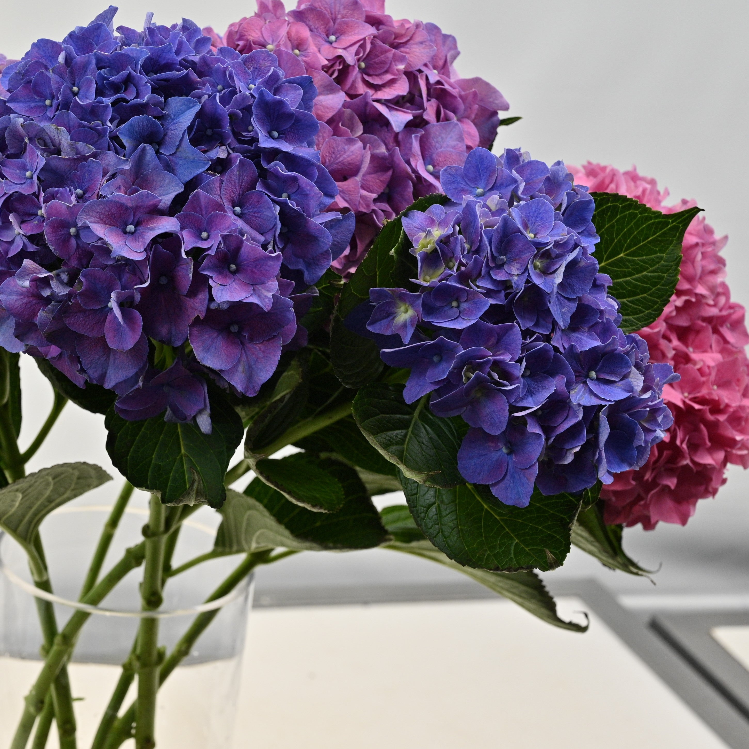 HYDRANGEA NOVELTY 