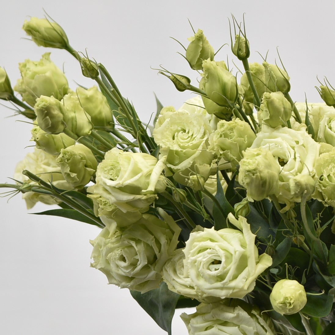 LISIANTHUS DBL GREEN 