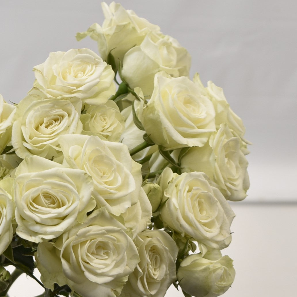 Rose Spray Floreana 