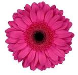 GERBERA ARCADE 