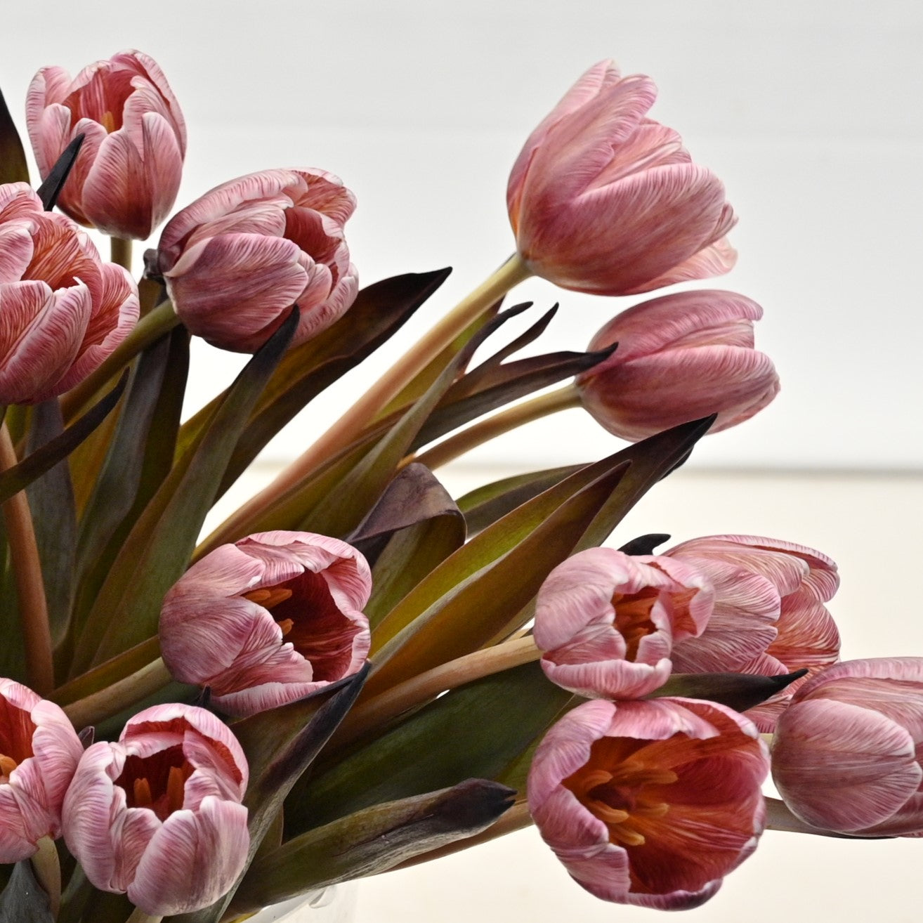 Tulip Novelty 
