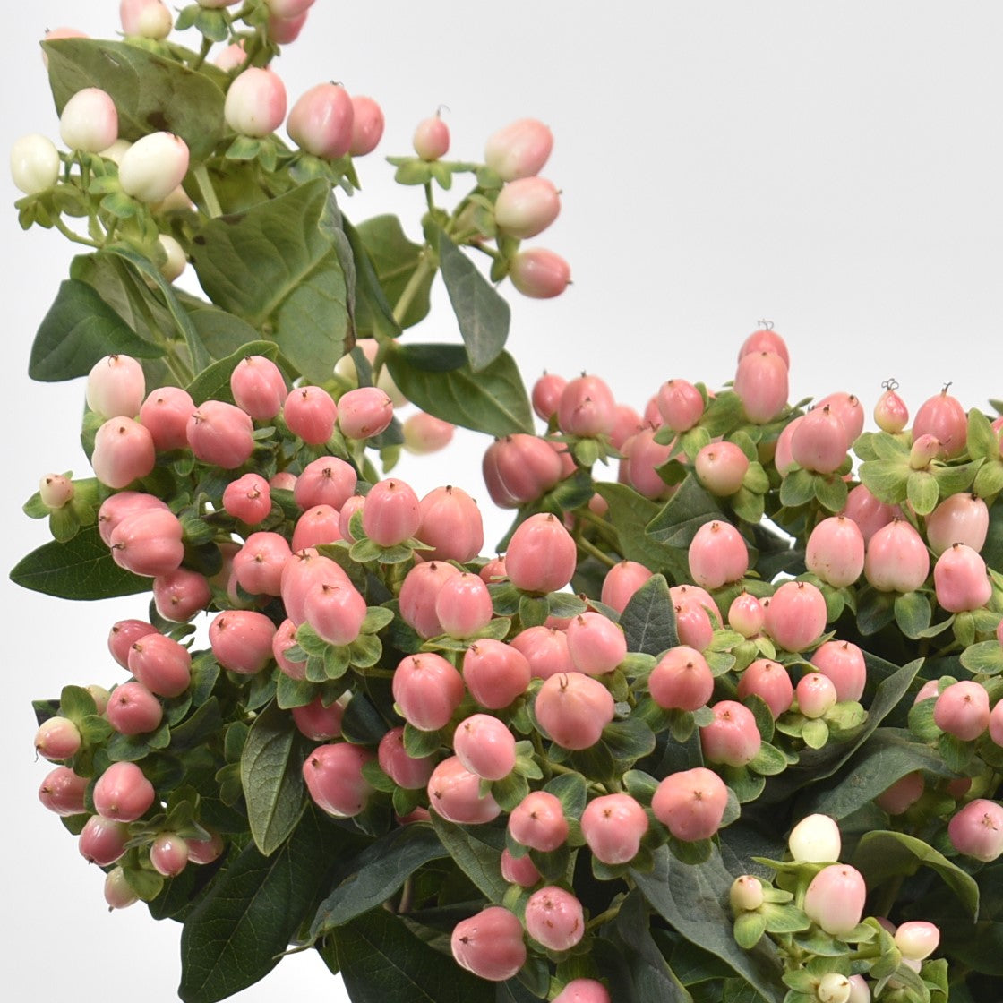 HYPERICUM COCO CASINO 