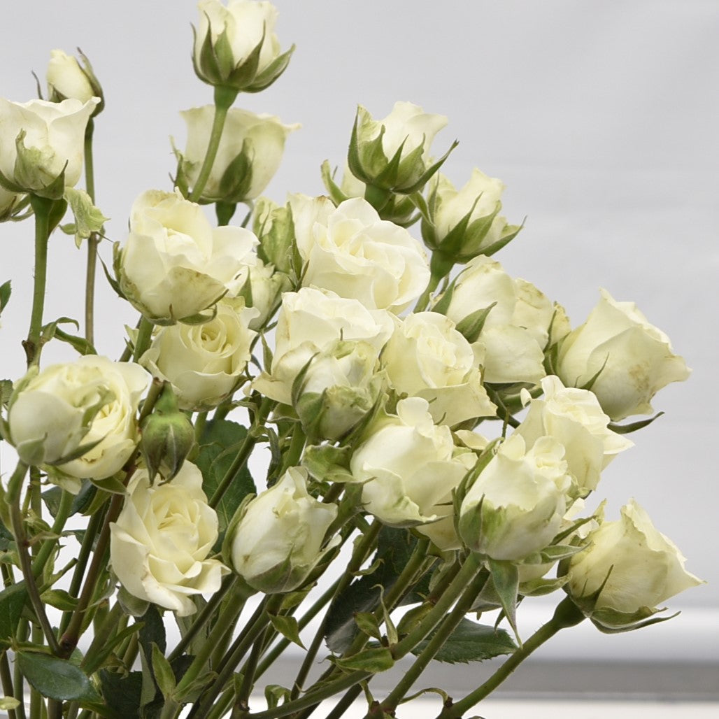 ROSE SPRAY WHITE 