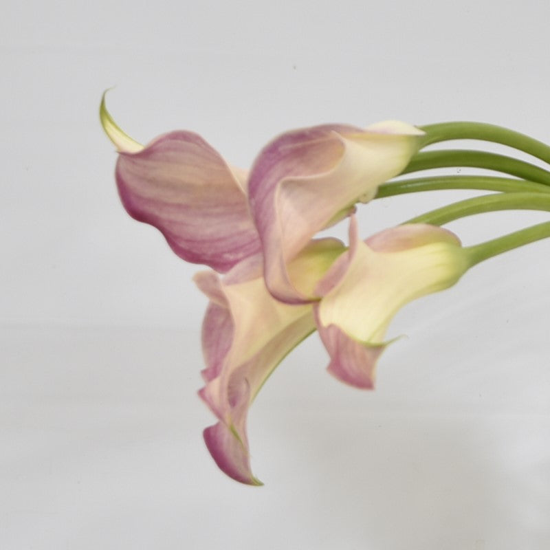 Calla Mini Light Pink 