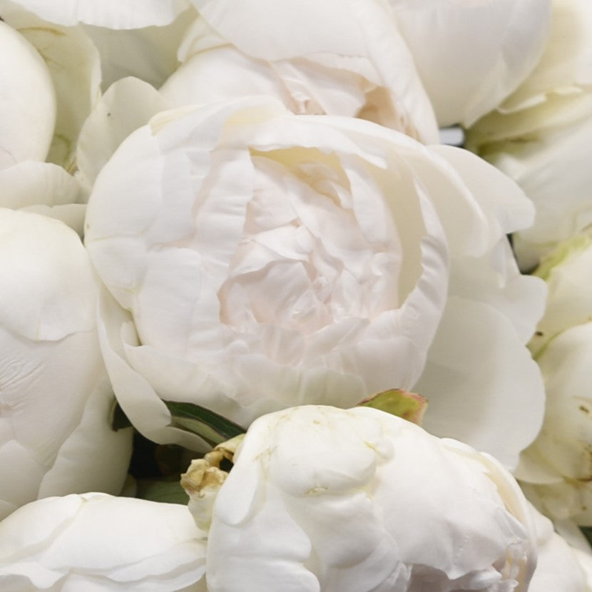 Peony Claude Tain 
