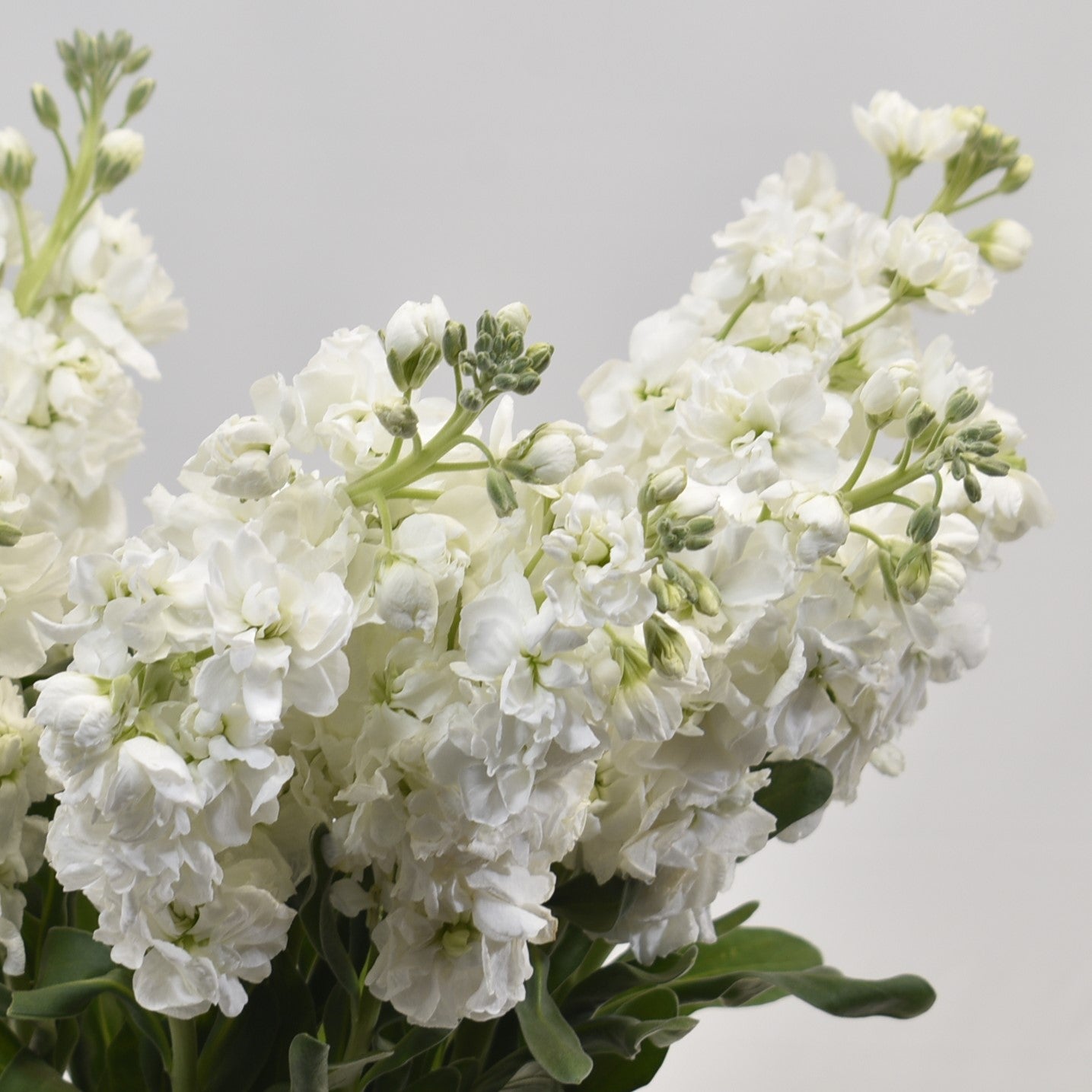 STOCK WHITE 