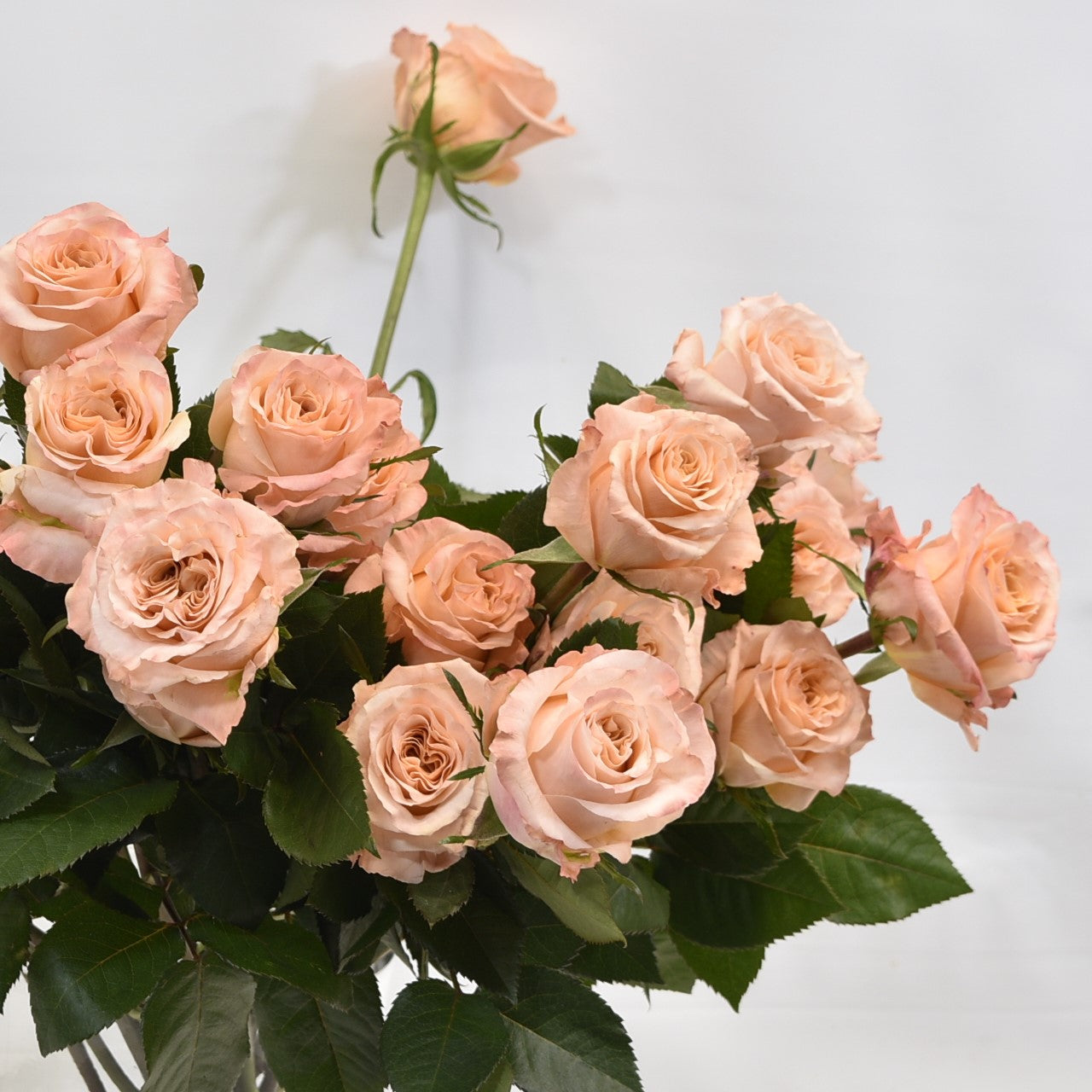 ROSE SHIMMER 