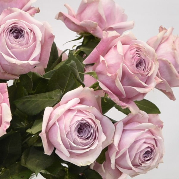 Rose Garden Peonikiss 
