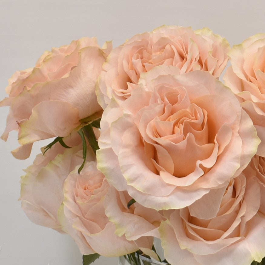 Rose Garden Princess Crown 
